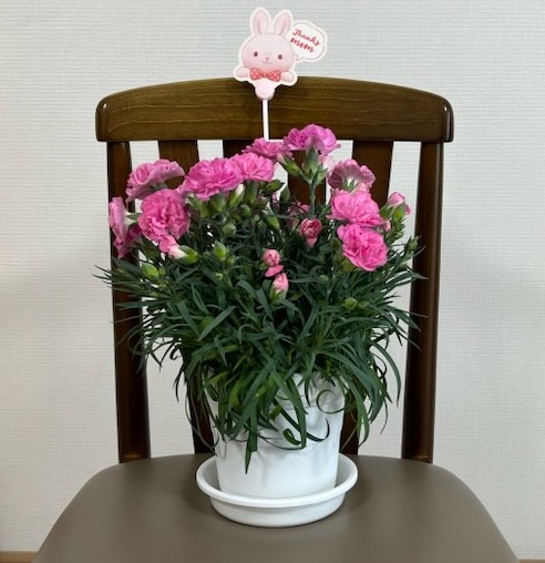 カーネーション