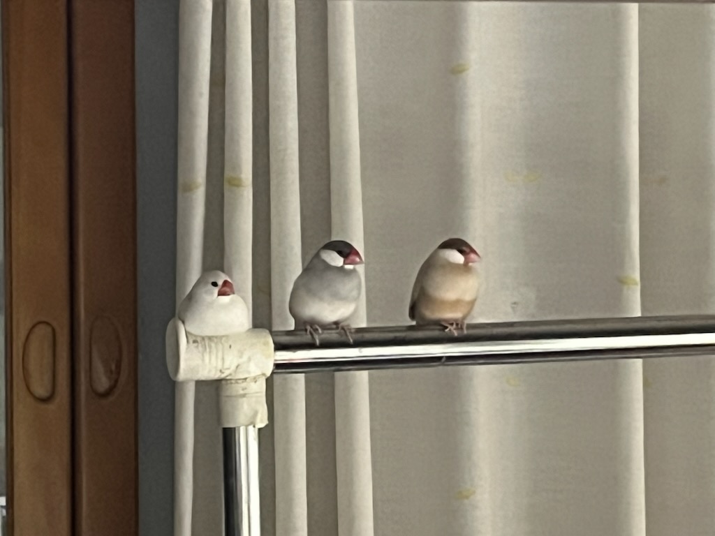 文鳥3羽