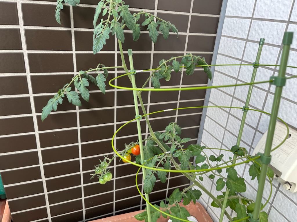 ミニトマト1個目