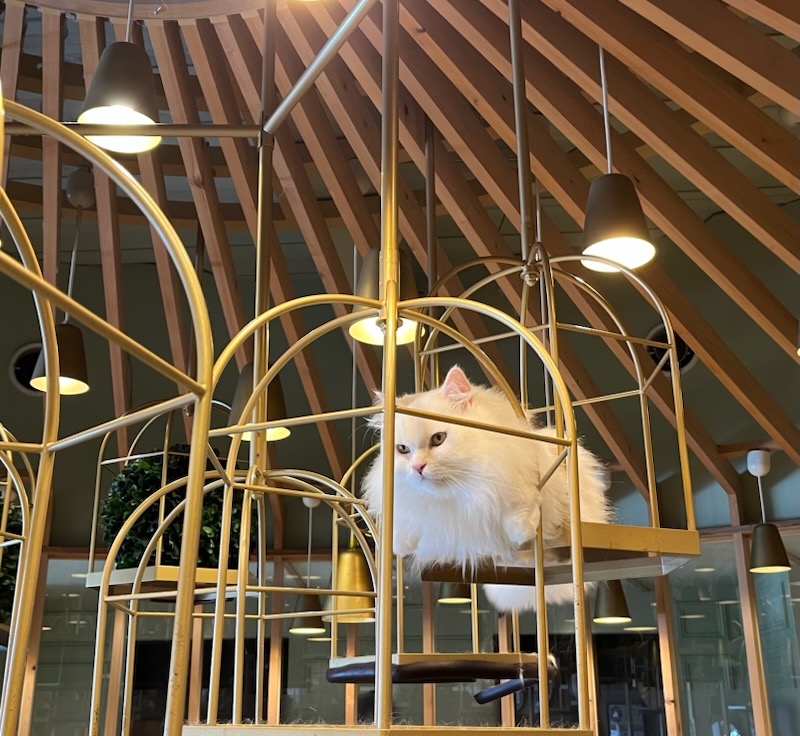 高いところの猫