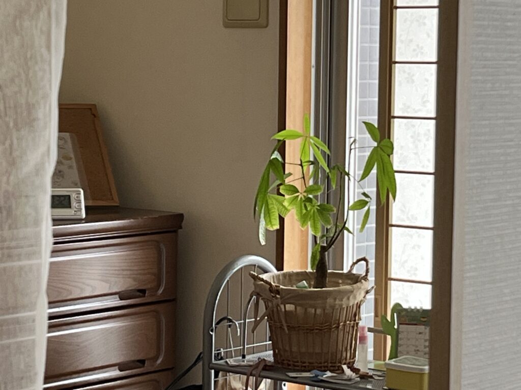 パキラ