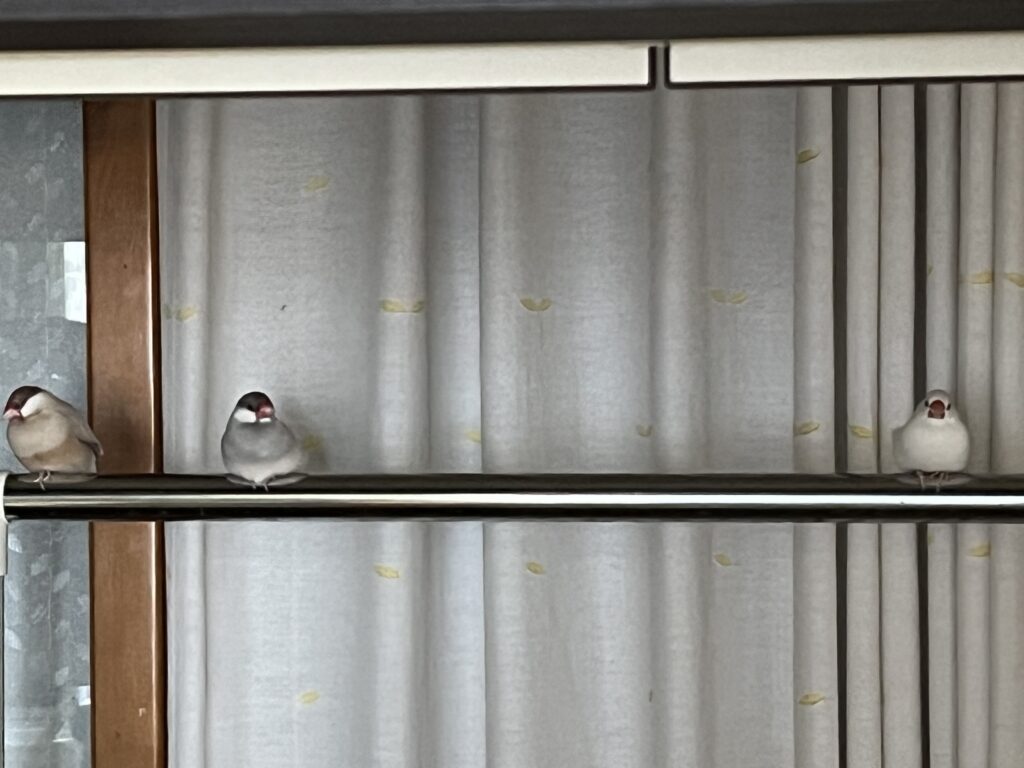 文鳥