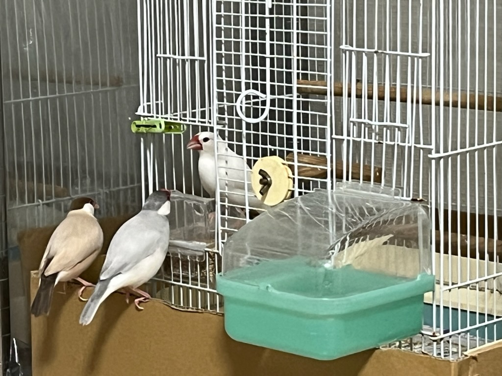 修造のところに3羽