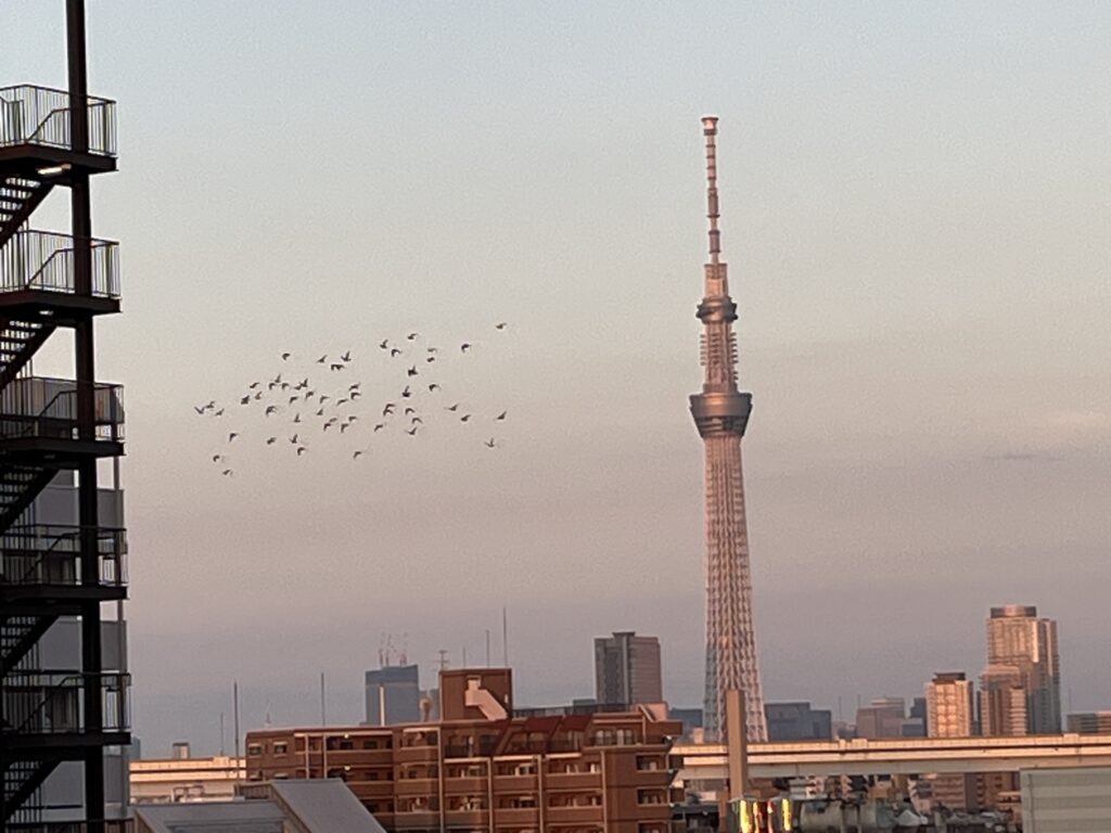 鳩とスカイツリー