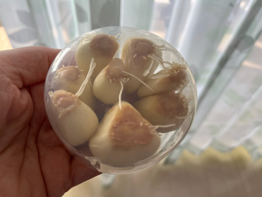 にんにくの根