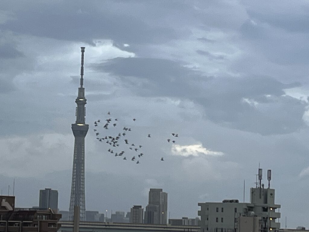 鳩とスカイツリー