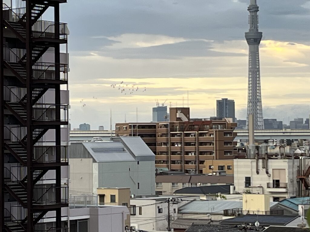 朝の鳥の群れ