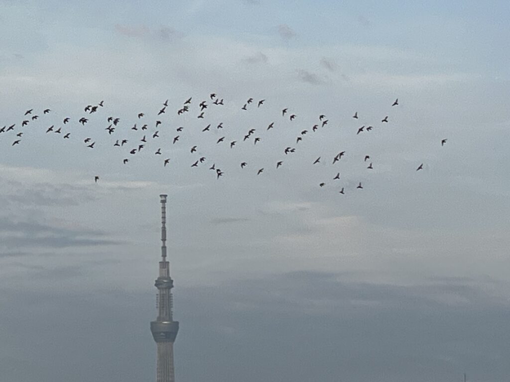 18日の鳩