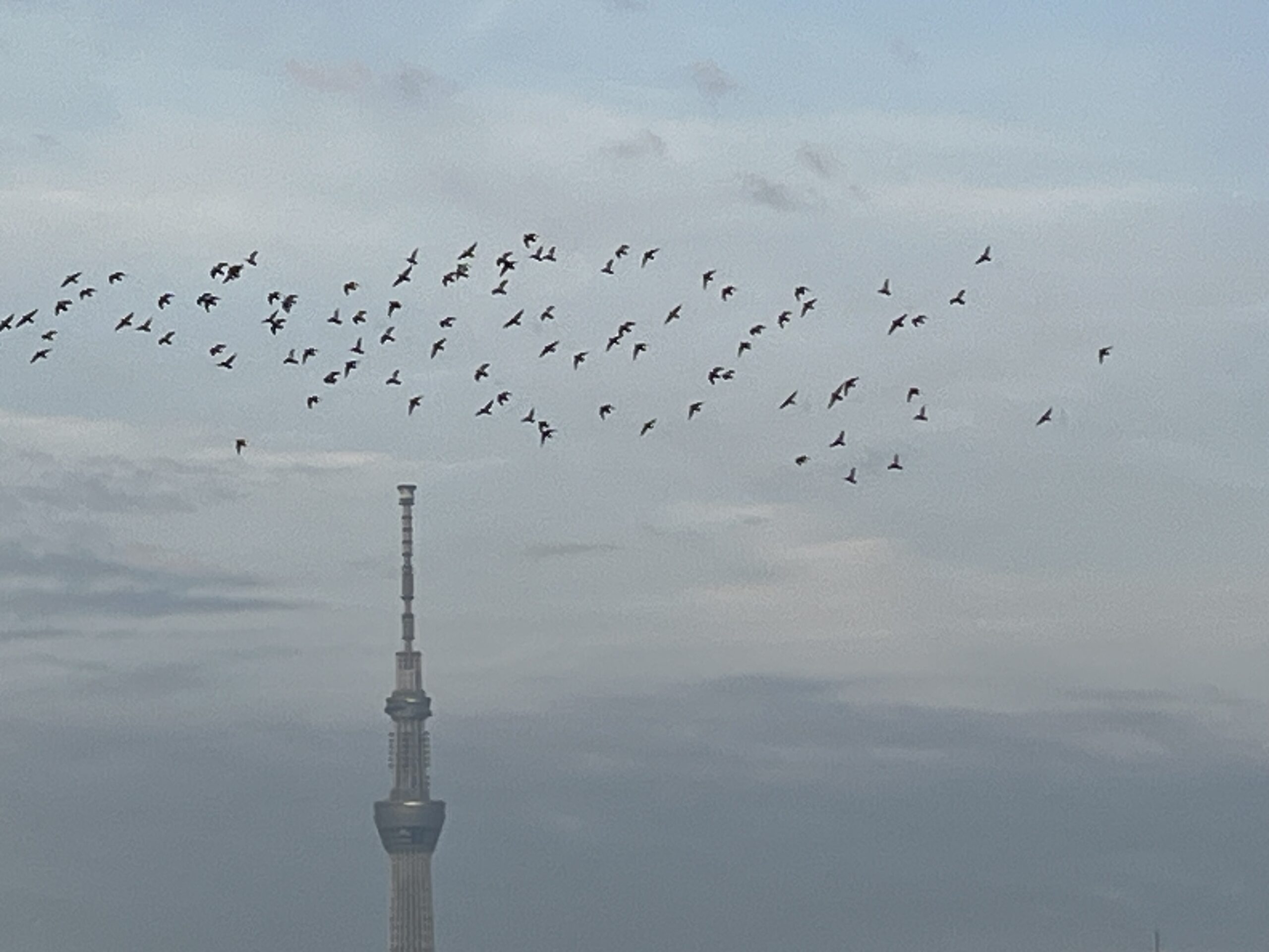 鳩とスカイツリー