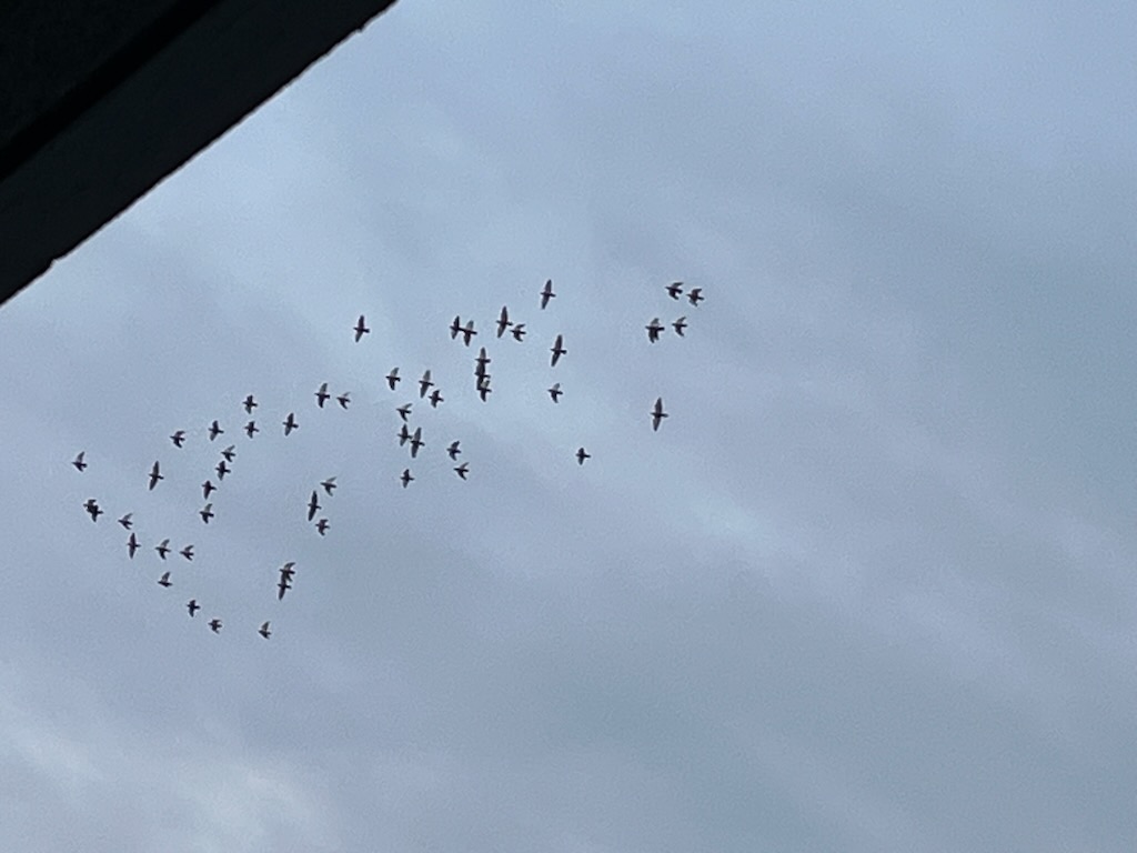 朝の鳩