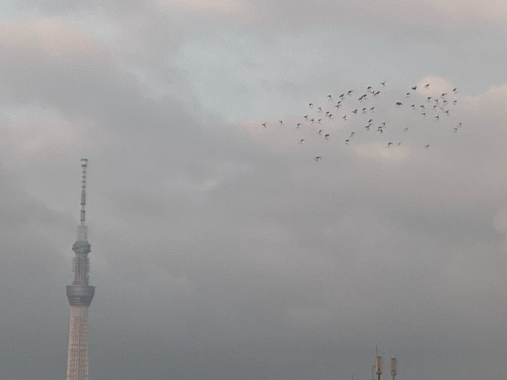 スカイツリーと鳩