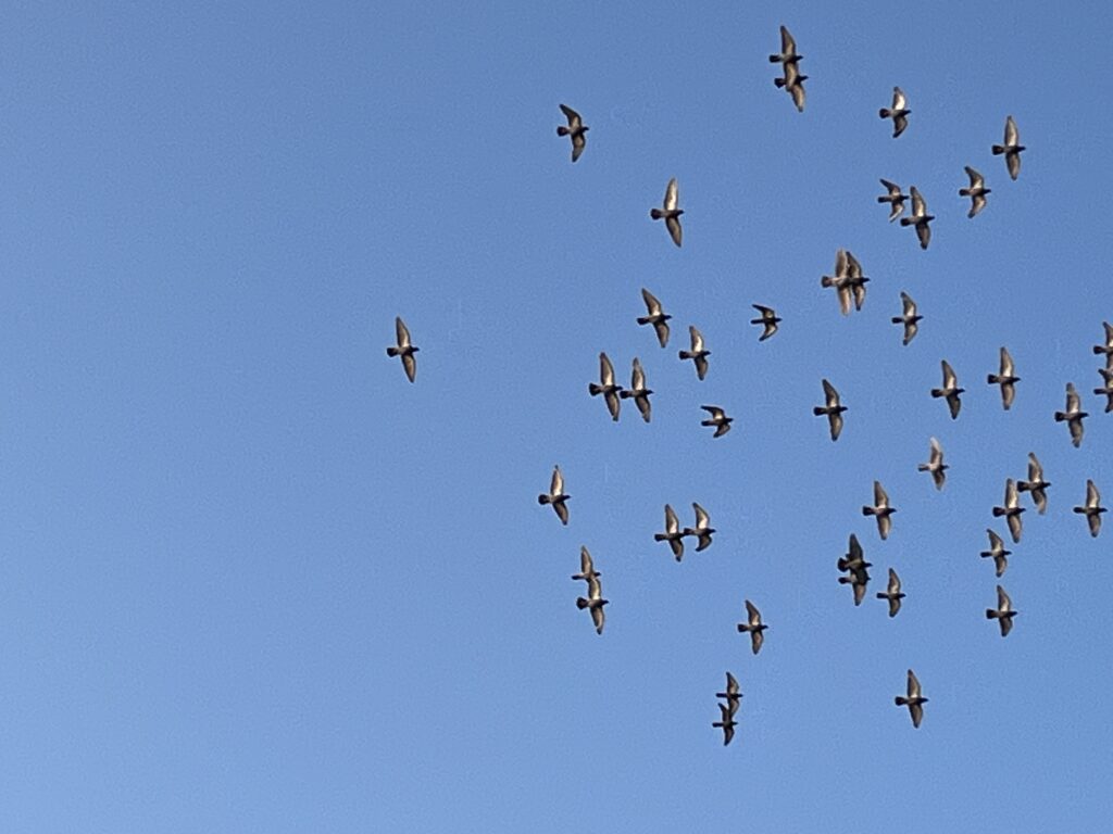 鳩の群れ