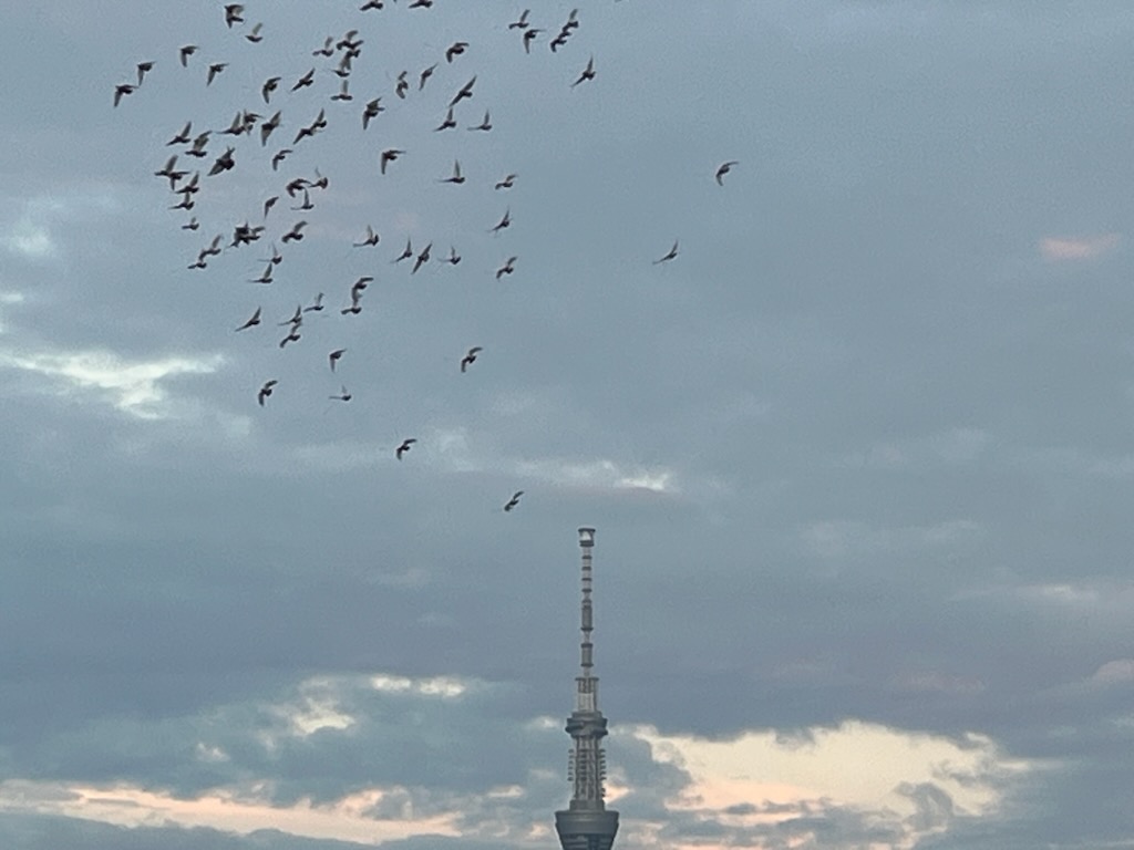 鳩とスカイツリー。