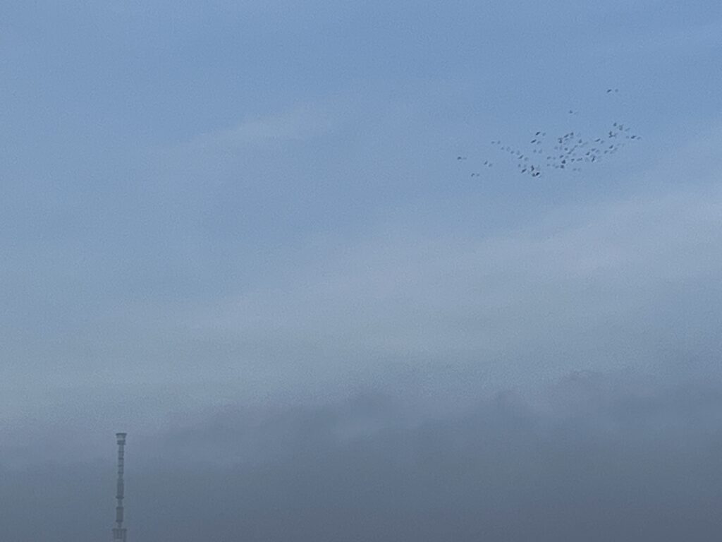 鳩とスカイツリー
