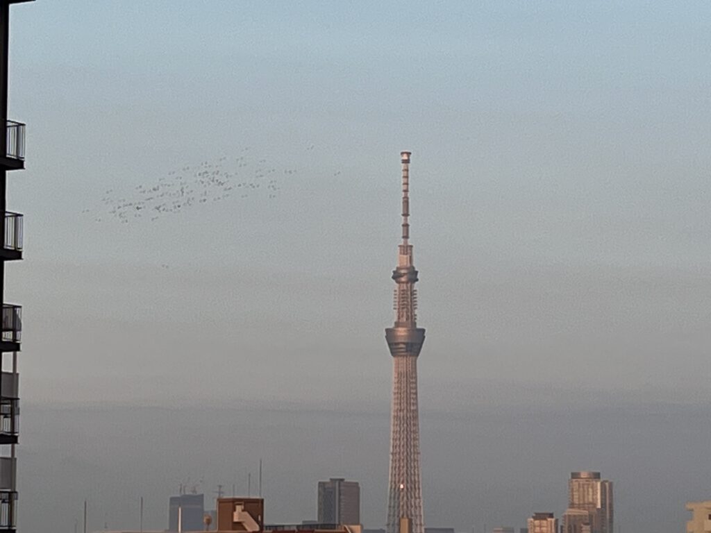 鳩とスカイツリー。
