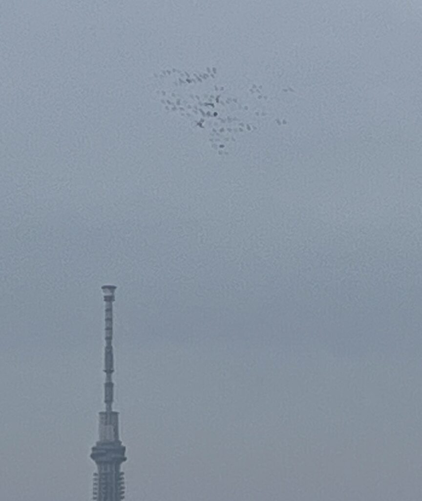 スカイツリーと鳩
