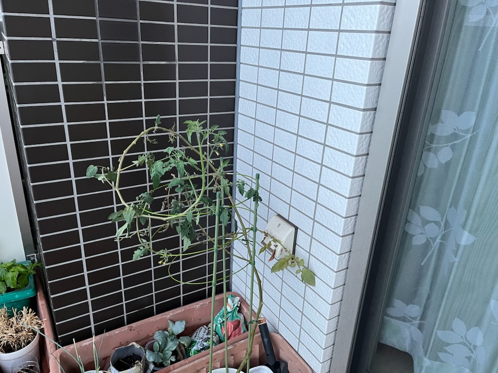 ミニトマト