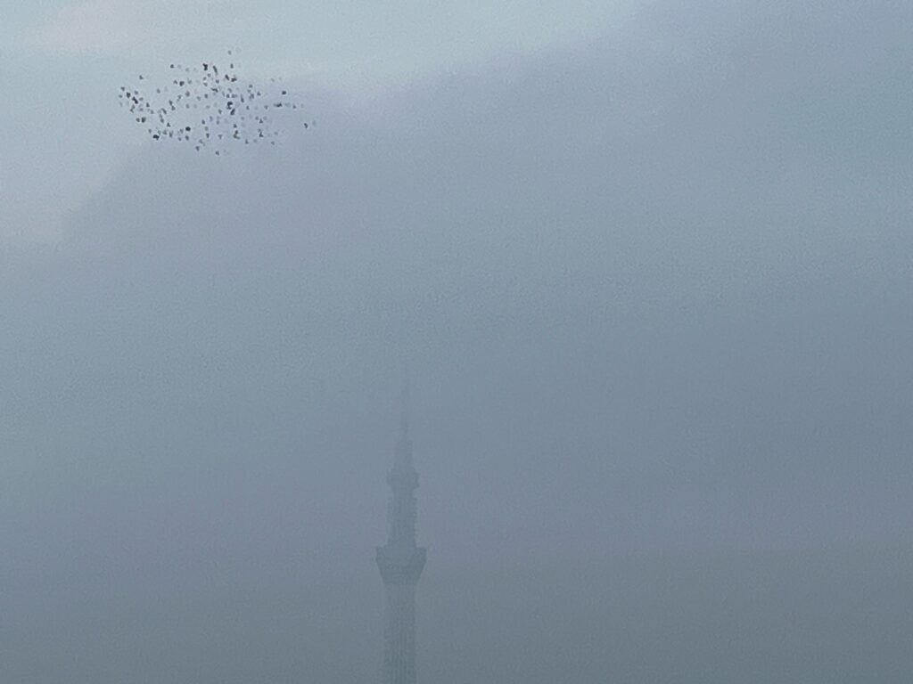 鳩とスカイツリー。