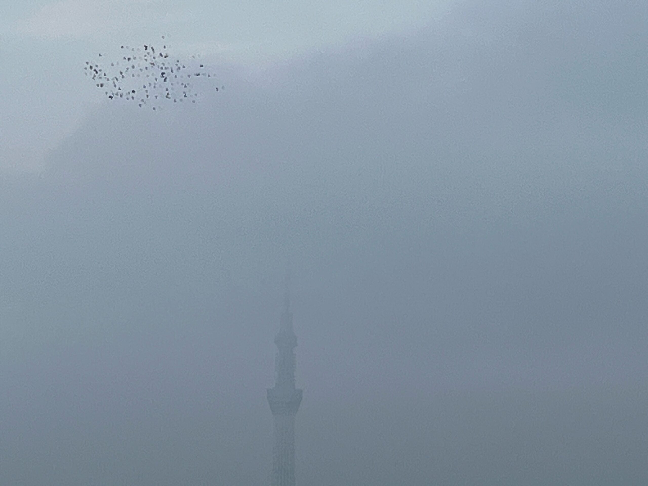 雲のかかったスカイツリーと鳩