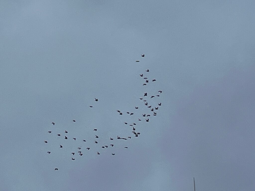 鳩の群れ合流後
