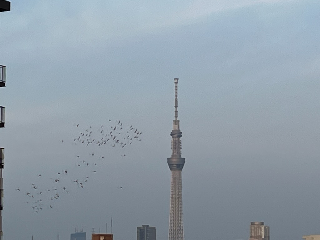 鳩とスカイツリー。