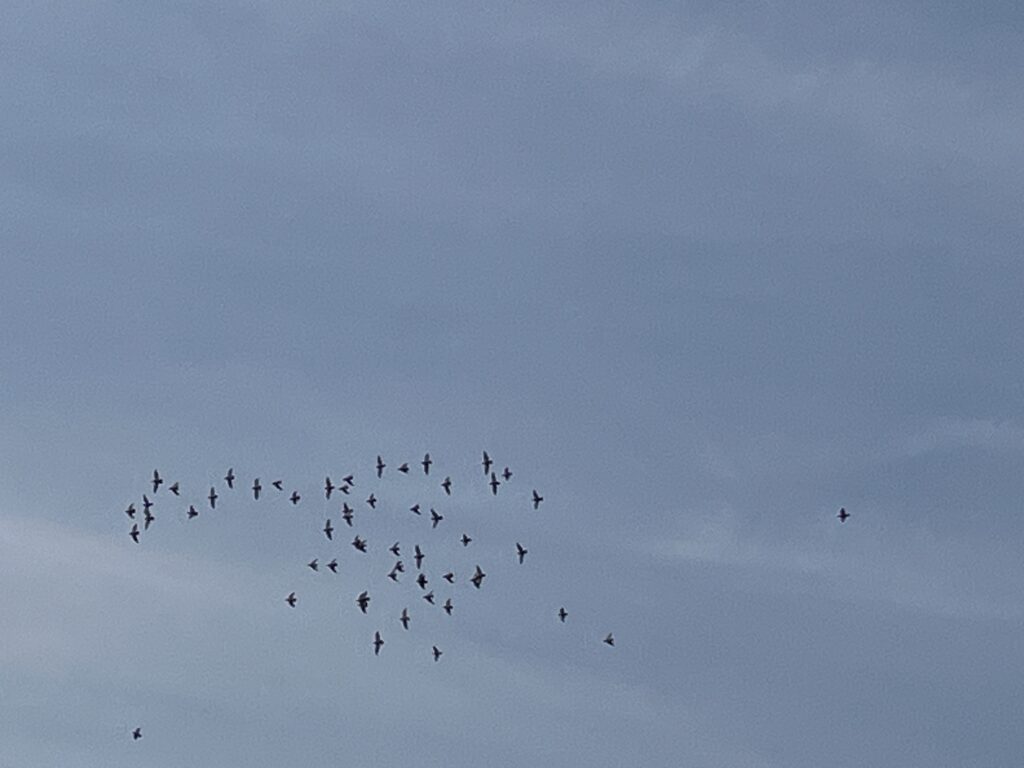 鳩