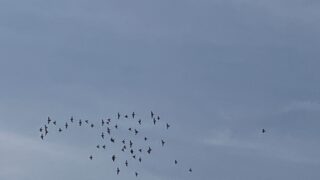 今朝の空と鳩🕊️＆今日は何作ろう🍳🫕