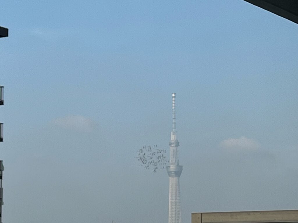 スカイツリーと鳩