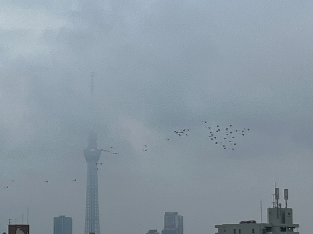 鳩とスカイツリー