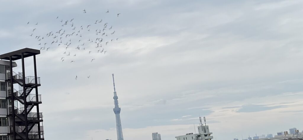 スカイツリーと鳩