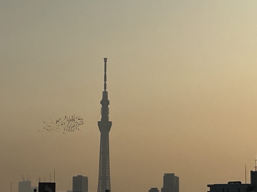 9日夕方の鳩