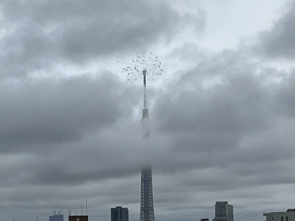 鳩とスカイツリー