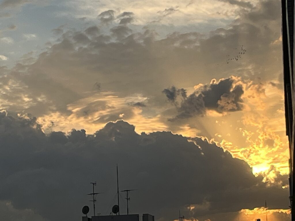 ２９日夕焼けと鳩