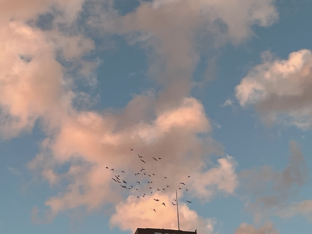 朝の鳩