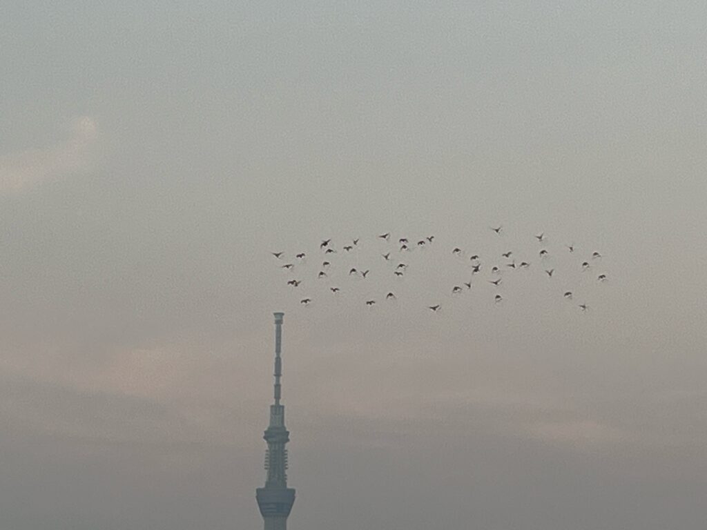 スカイツリーと鳩