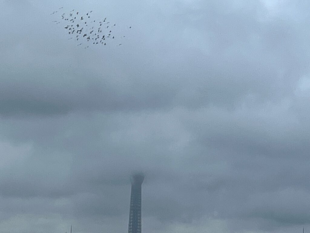 鳩とスカイツリー