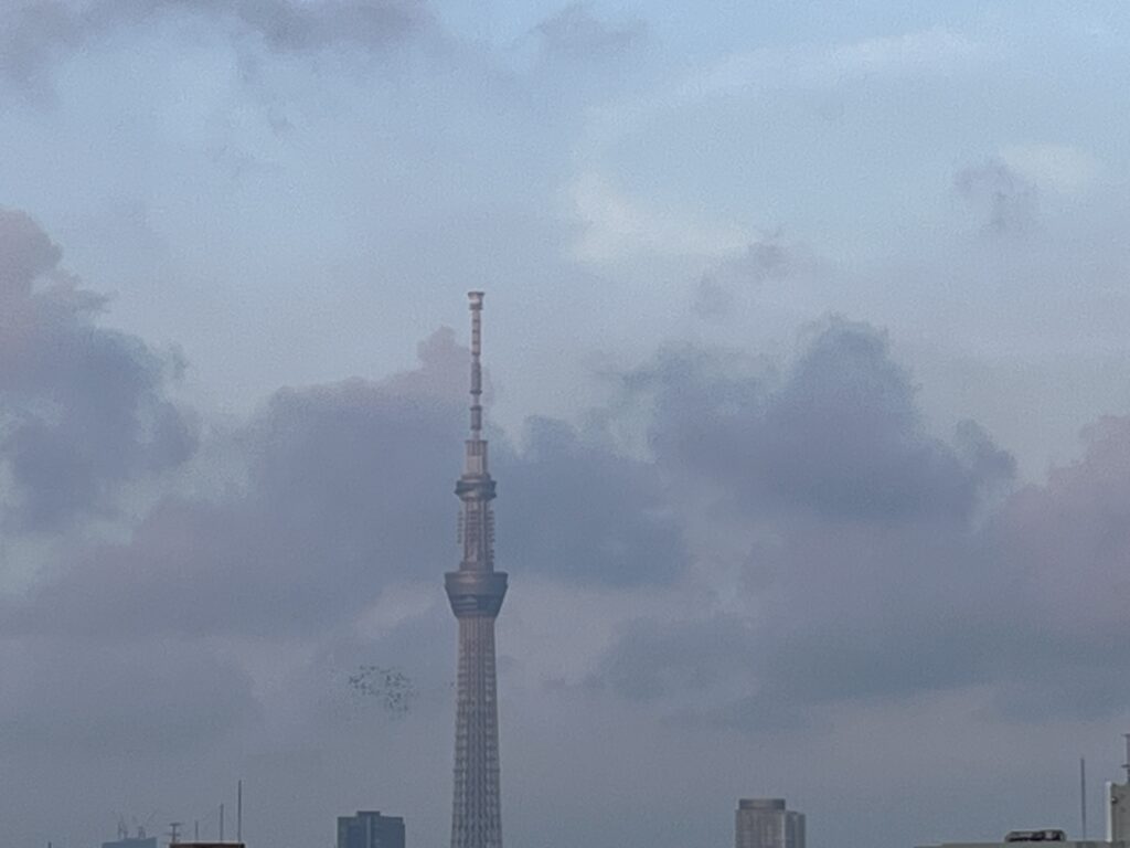 鳩とスカイツリー
