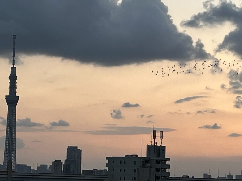 夕方のスカイツリーと鳩