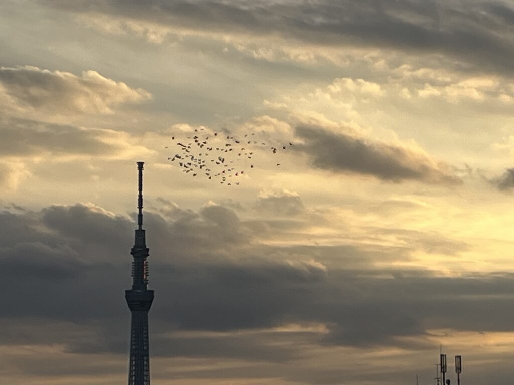 夕方の鳩
