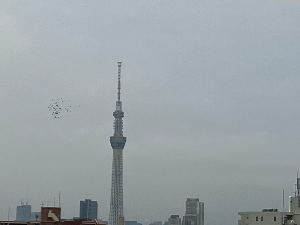 鳩とスカイツリー
