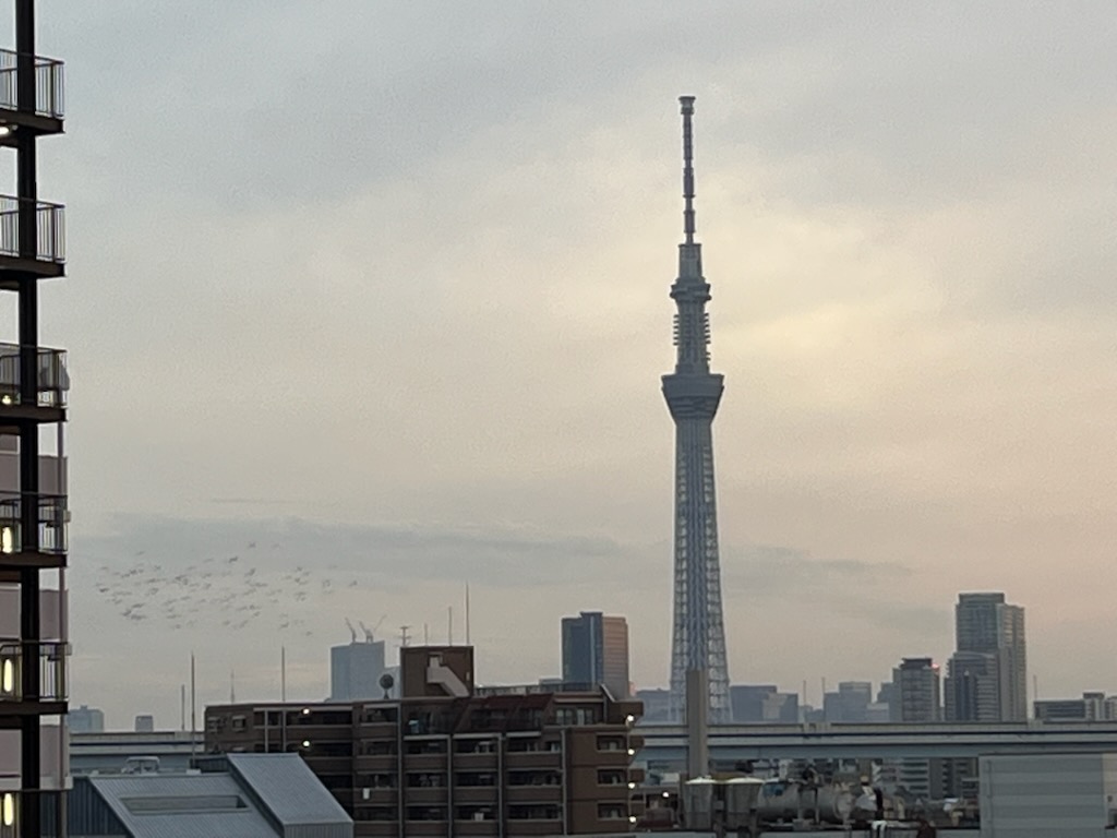 夕方の鳩