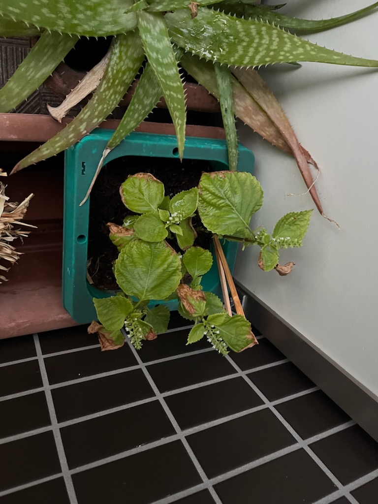 しその実