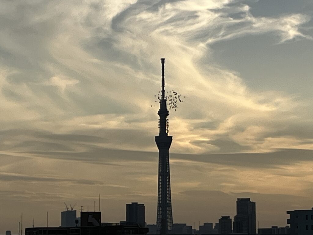夕方の鳩とスカイツリー