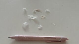 今日は副業🍰の日のため、おかず作りはお休み😞朝見つけたかわいい落としもの🪶