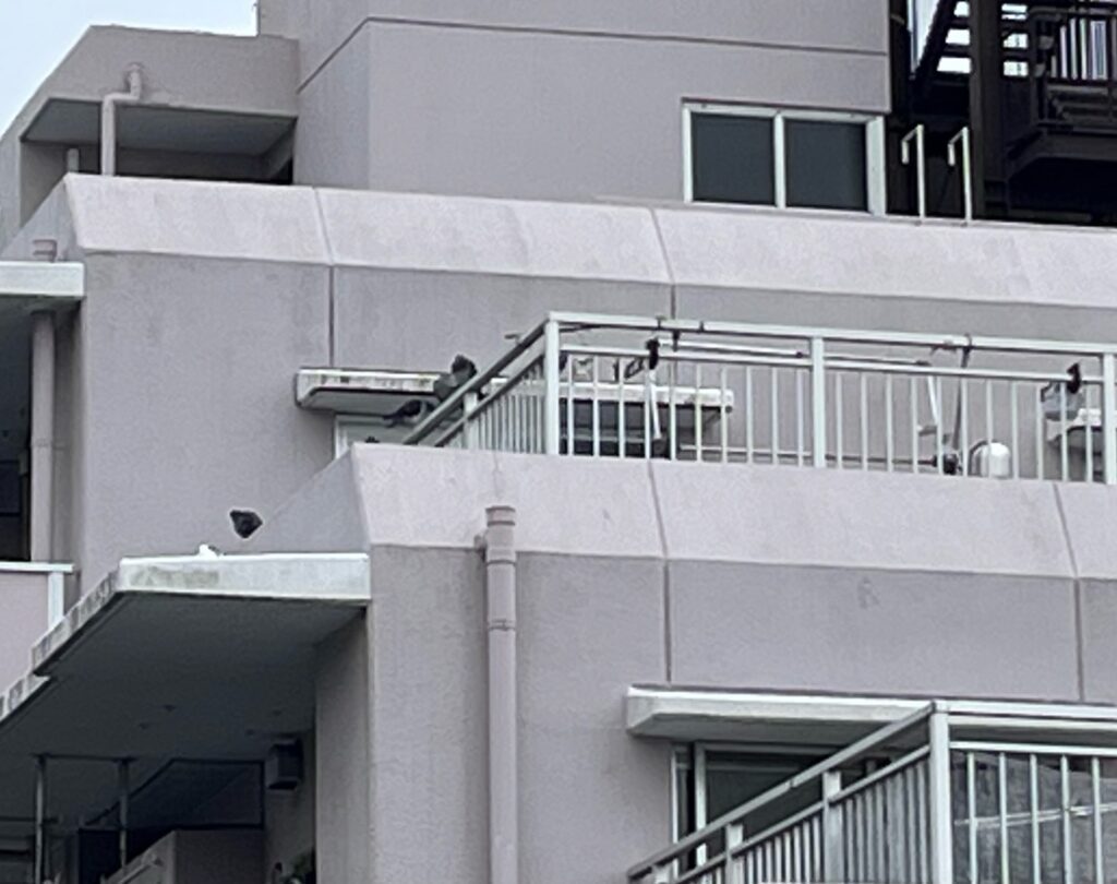 休憩中の鳩