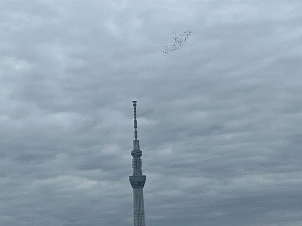 朝の鳩とスカイツリー
