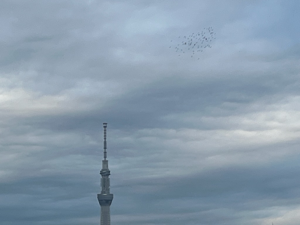 鳩とスカイツリー