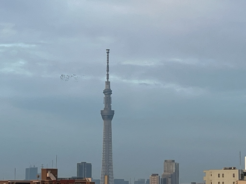 スカイツリーと鳩