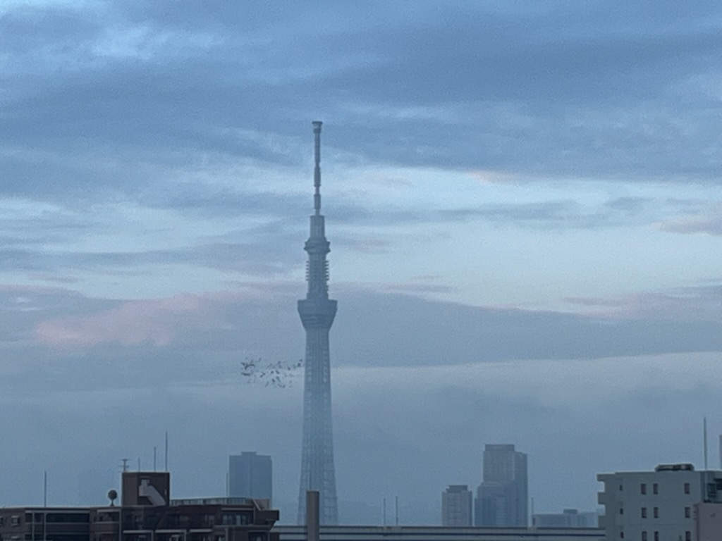 5日鳩とスカイツリー
