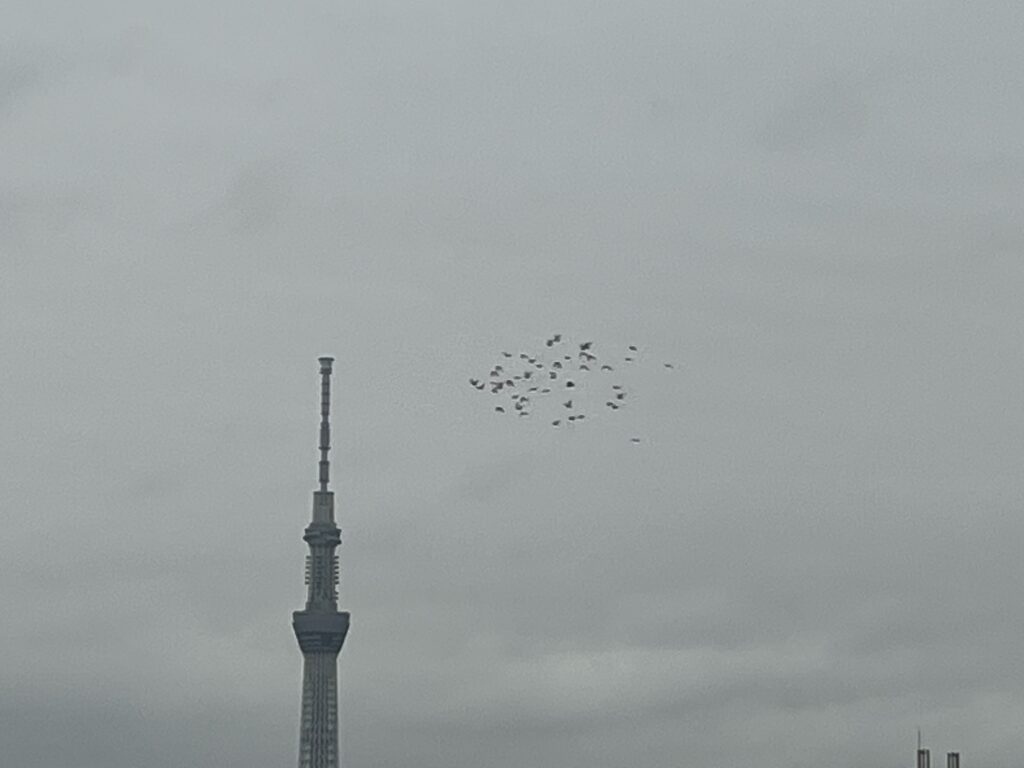 11日スカイツリーと鳩